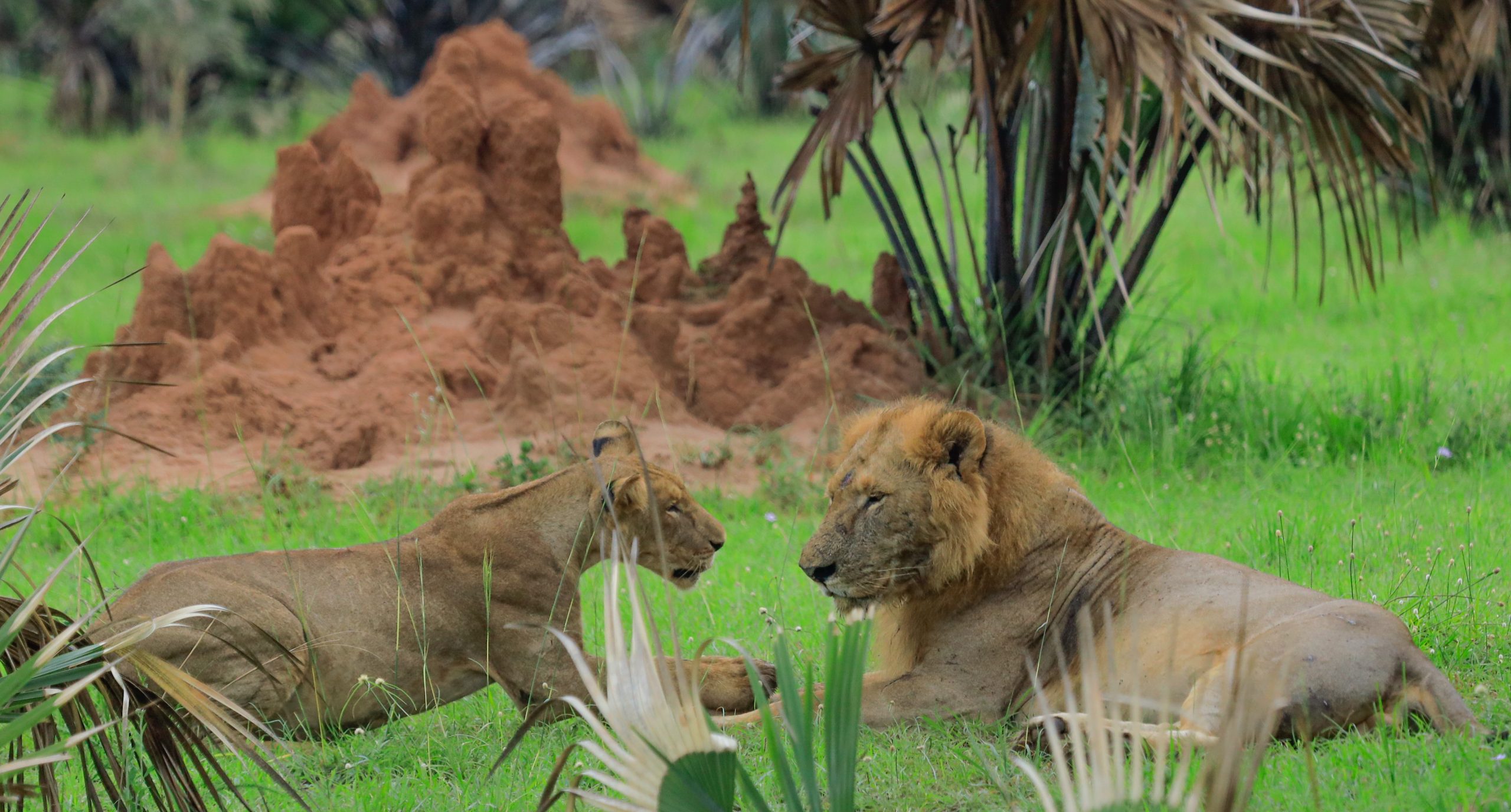 7 Days Chimpanzee and Gorilla Trekking in Uganda