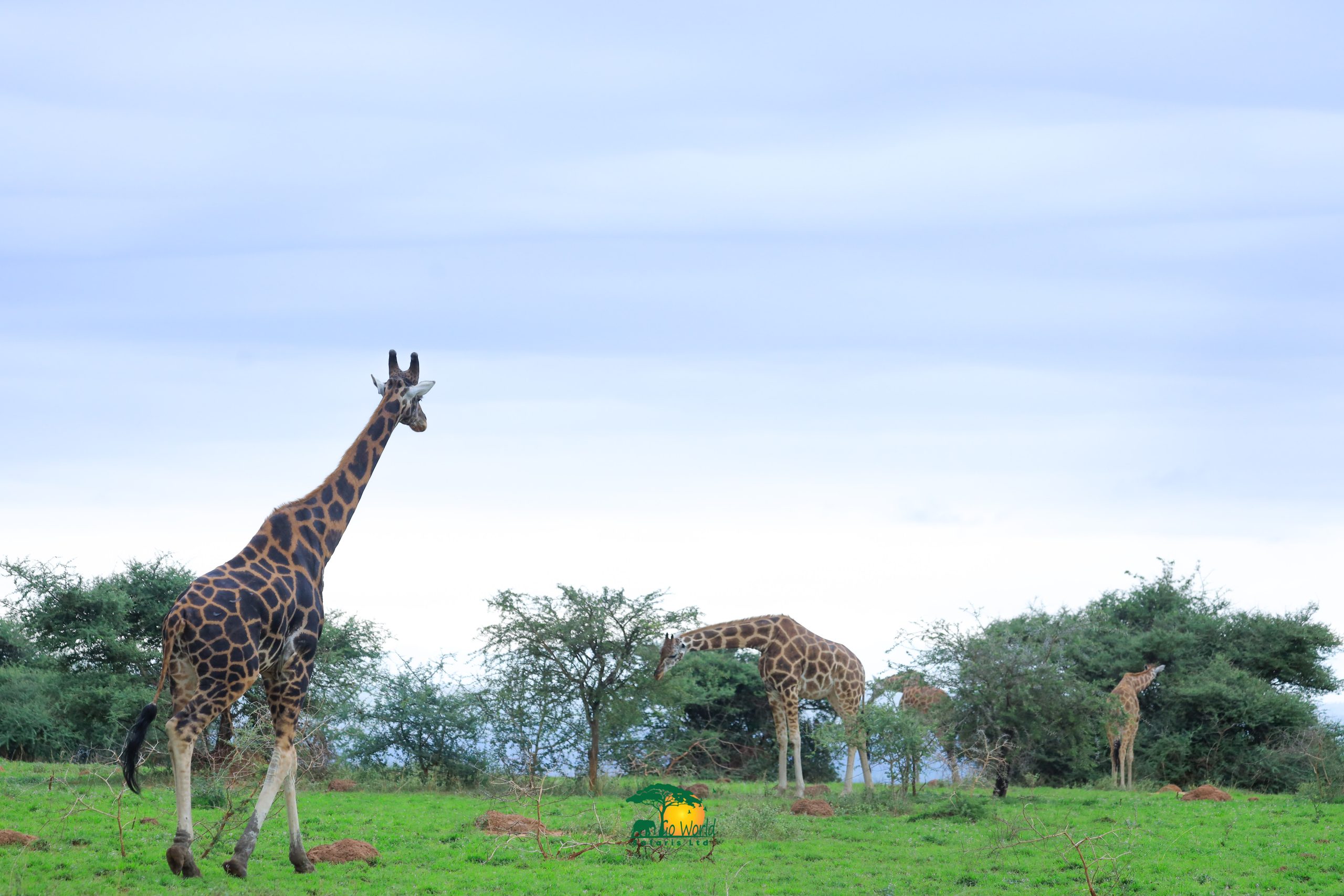 7 Days Chimpanzee and Gorilla Trekking in Uganda