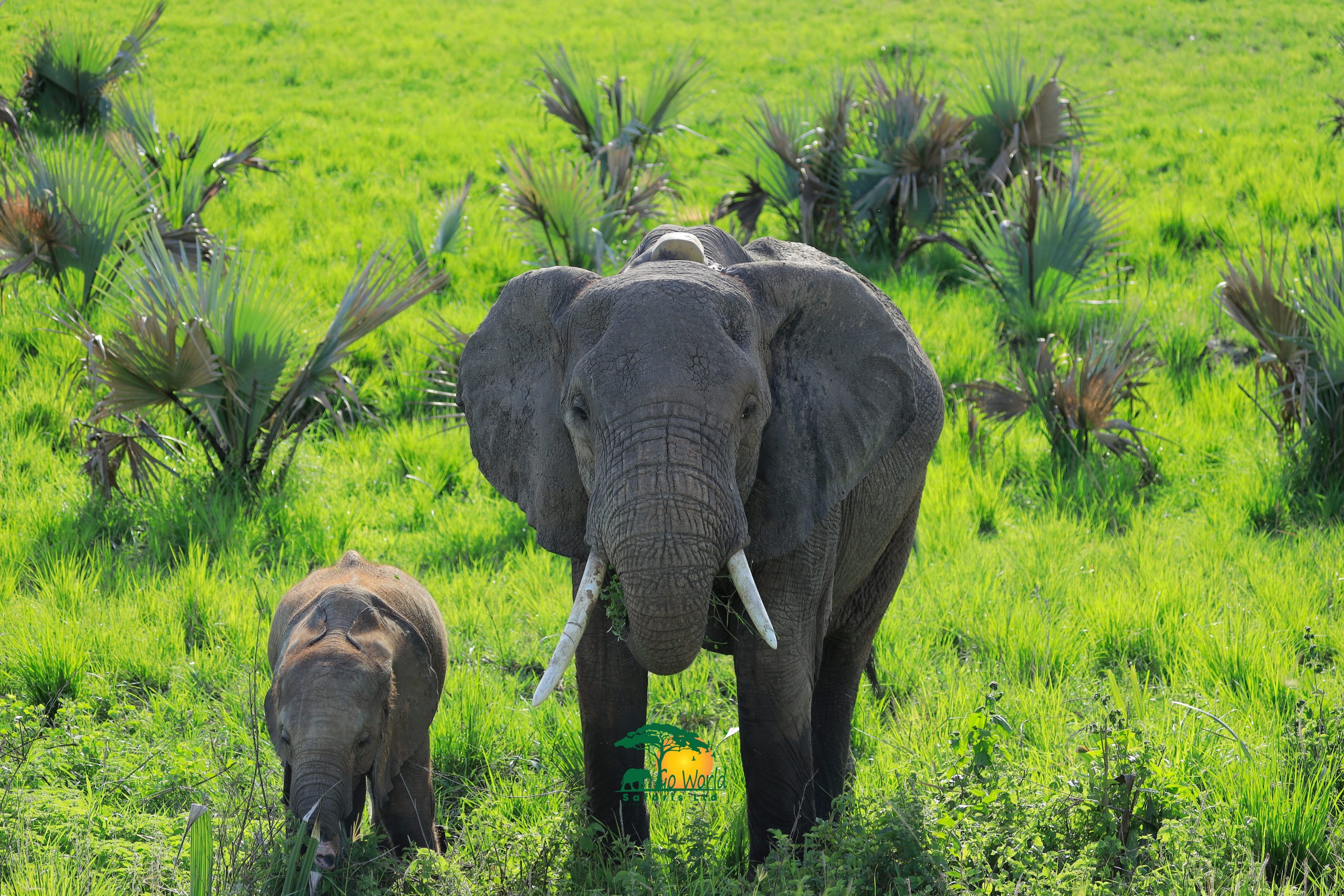 15-day-explore-the-pearl-of-africa